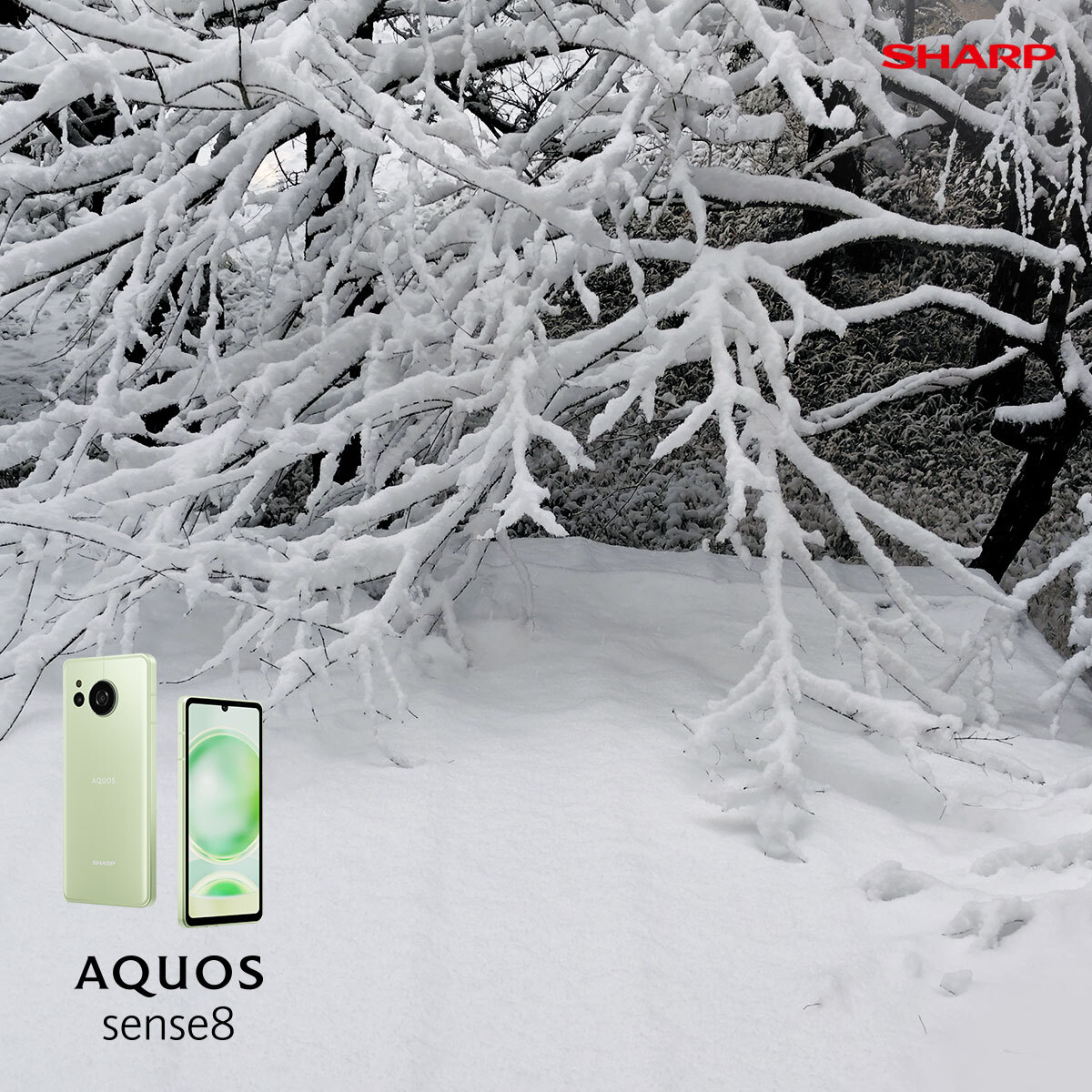 AQUOS sense8｜發現栃木縣篇🗻：被厚厚積雪所覆蓋的樹木