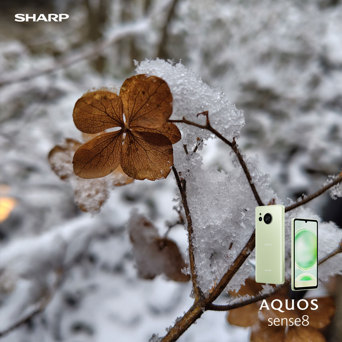 AQUOS sense8｜發現栃木縣篇🗻：花？葉子？