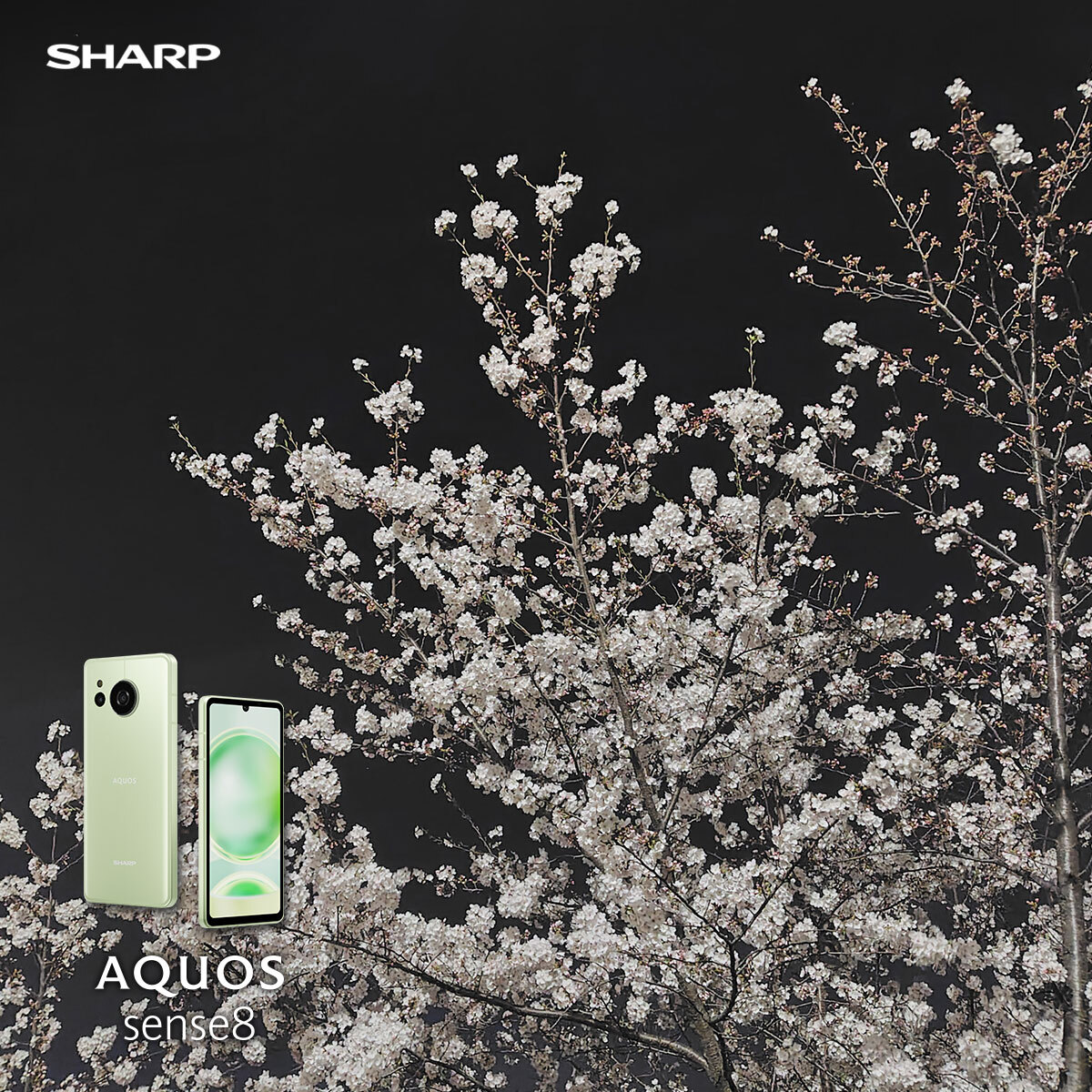 AQUOS sense8｜發現名古屋篇：櫻花